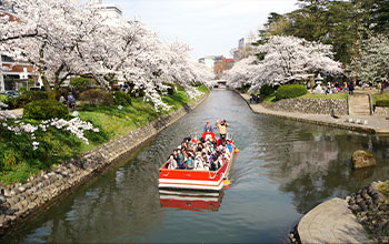 Matsukawa Cruise in fully blooming cherry blossoms (Toyama City)